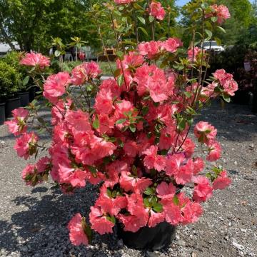 Azalea japonica 'Blaauws Pink'