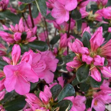 Azalea 'Conny'