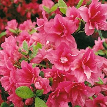 Azalea 'Florida'