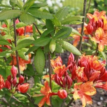 Azalea knaphill 'Golden Eagle'