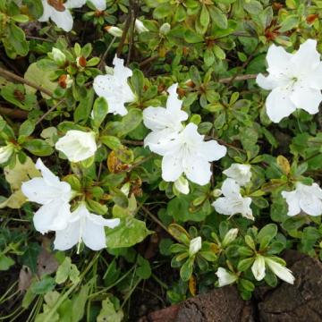 Azalea 'Pleasant white'