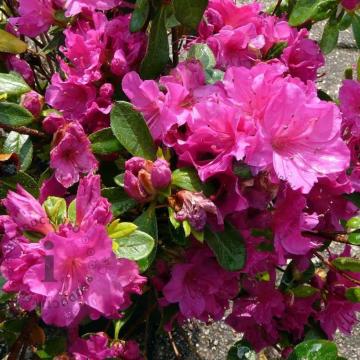 Azalea 'Violetta'