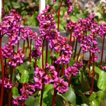 Bergenia cordifolia Bergenia cordifolia