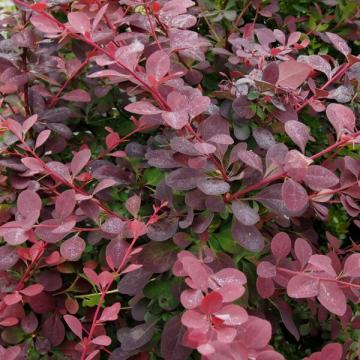 Berberis ottawensis 'Auricoma'