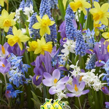 Bijenmengsel Zoemmm Y