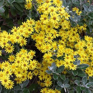 Brachyglottis 'Sunshine'