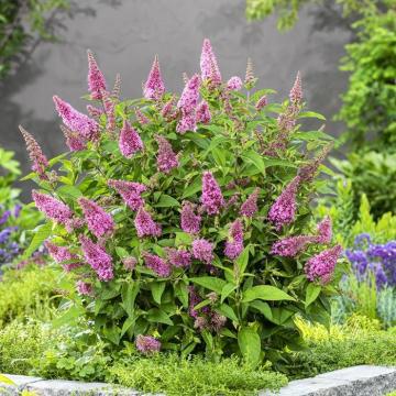 Buddleja davidii 'Little Pink' (Butterfly Candy)