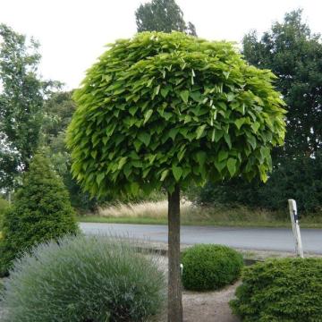 catalpa bignonioides
