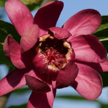 Calycanthus floridus 'Aphrodite'