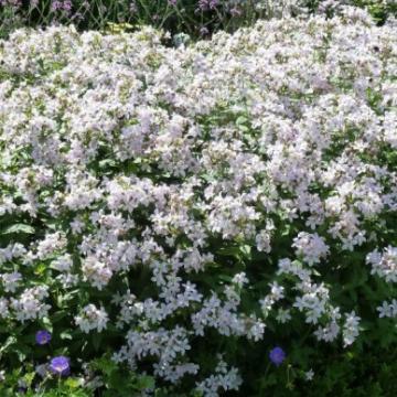 Campanula lactiflora 'Loddon Anna'