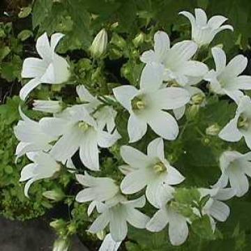 Campanula lactiflora 'White Pouffe'