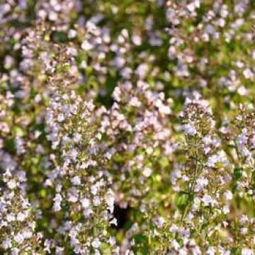 Calamintha nepeta nepeta