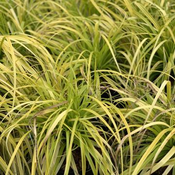 Carex oshimensis 'Everillo'