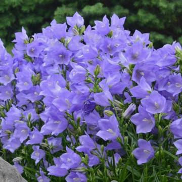 Campanula persicifolia 'Blue'
