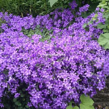 Campanula portenschlagiana Campanula portenschlagiana