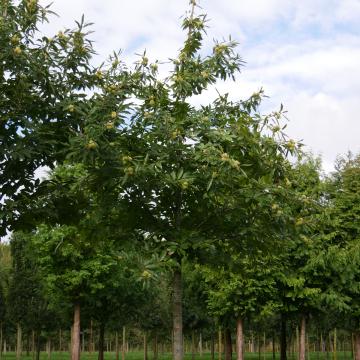 Castanea sativa