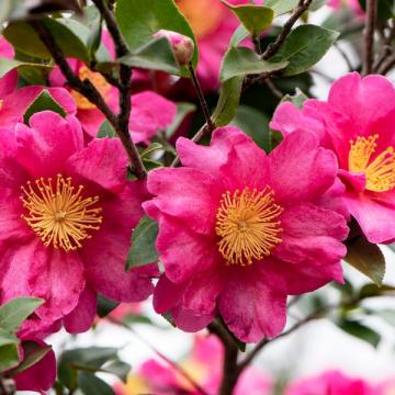 Camellia sasanqua 'Kanjiro'