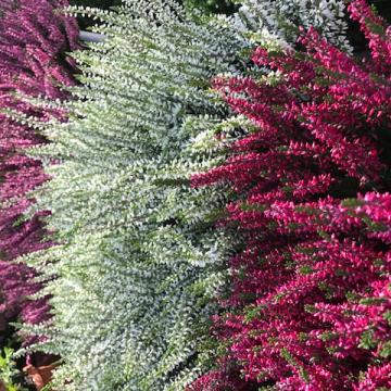 Calluna vulgare 'High Five' Calluna vulgare 'High Five'