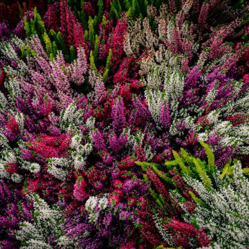 Calluna vulgare 'Garden Girls'