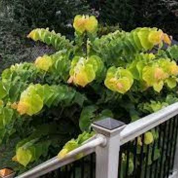 Cercis canadensis 'The Rising Sun'®