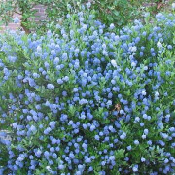 Ceanothus thyrs. 'Skylark'
