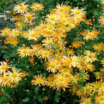 Chrysanthemum 'Mary Stoker'