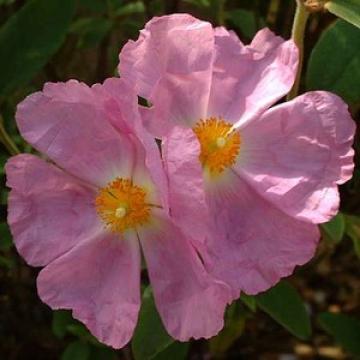 Cistus argenteus (x) 'Peggy Sammons'