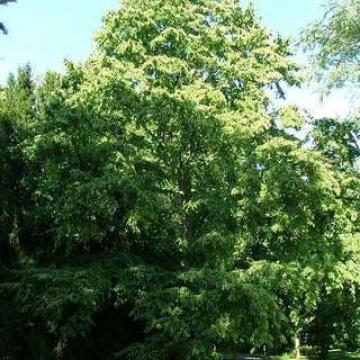 Corylus colurna