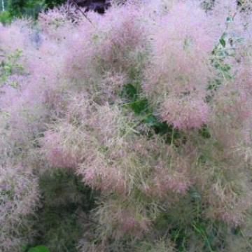 Cotinus coggygria 'Young Lady' ®