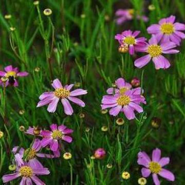 Coreopsis rosea 'American dream'