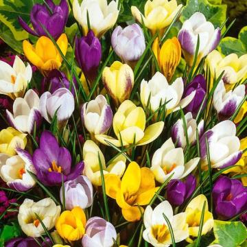 Crocus botanisch mix Y