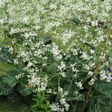Crambe cordifolia