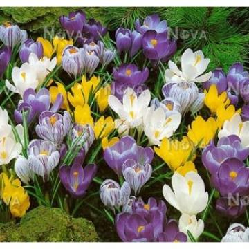 Crocus vernus mix Y