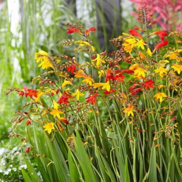 Crocosmia mix rood en geel