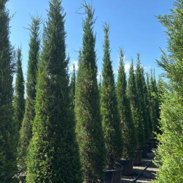 Cupressocyparis leylandii 'Pyramidalis' 