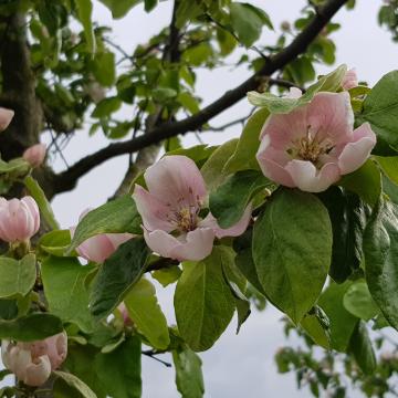 Cydonia oblonga 'Champion'