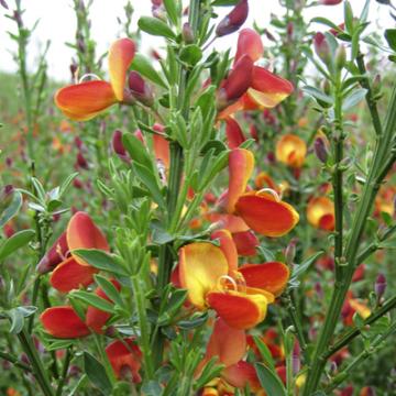 Cytisus praecox 'Lena'