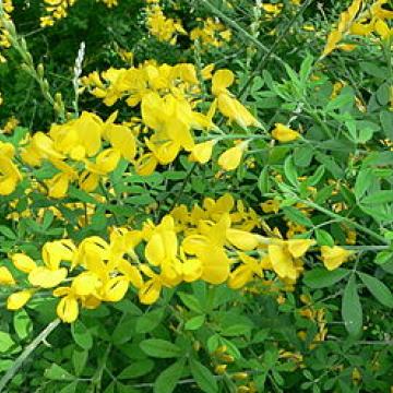 Cytisus racemosus 