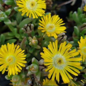 Delosperma cooperi 'Golden Wonder'