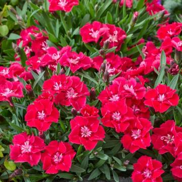 Dianthus beauties 'Sherisé Red'