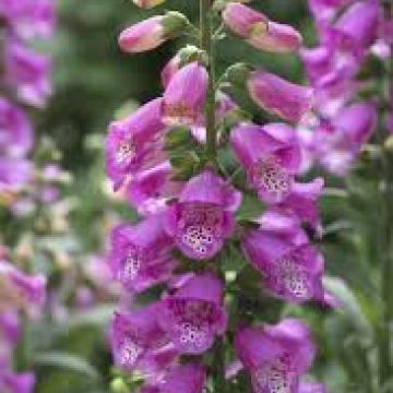 Digitalis purpurea 'Panther'