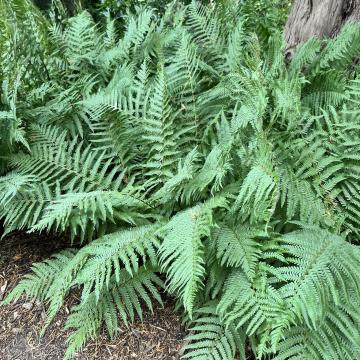 Dryopteris filix-mas