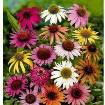 Echinacea mix