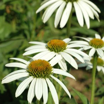 Echinacea purpurea 'Alba'