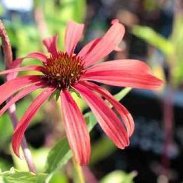 Echinacea purpurea 'Tomato Soup'