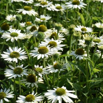 Echinacea purpurea 'Virgin'