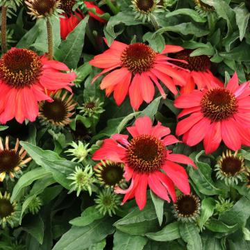 Echinacea purpurea 'Vintage Ruby' ®