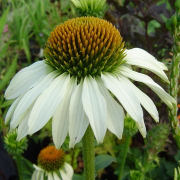 Echinacea purpurea 'White Swan' ®