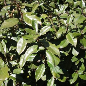 Elaeagnus ebbingei (x)