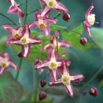 Epimedium rubrum (x) Epimedium rubrum (x)